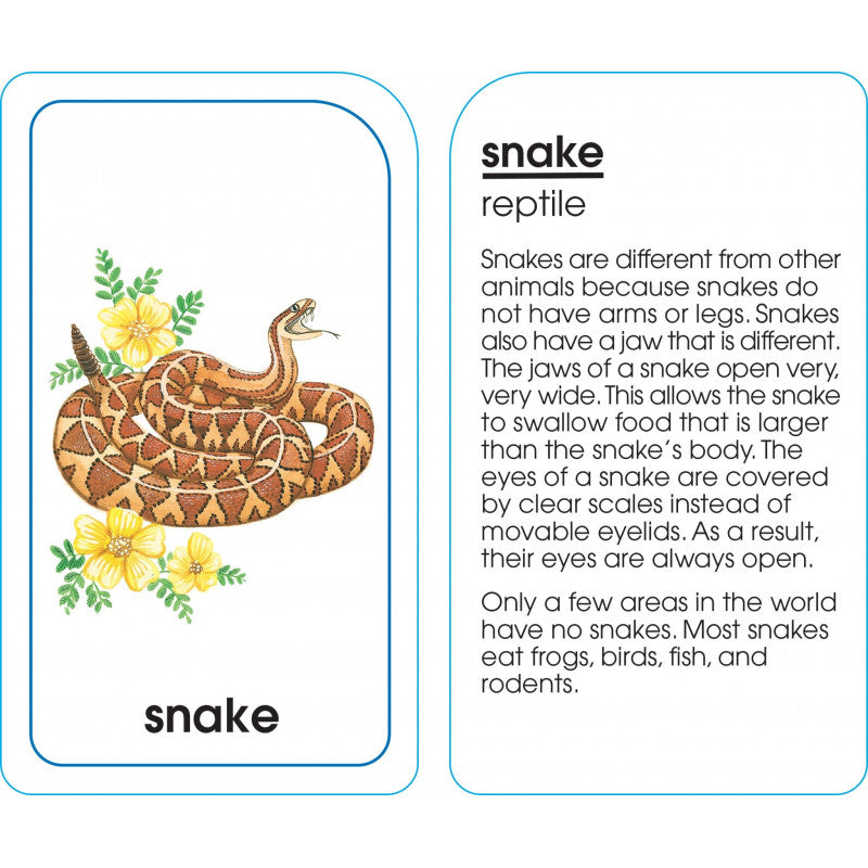 Animals of All Kinds - Flash Cards - BambiniJO