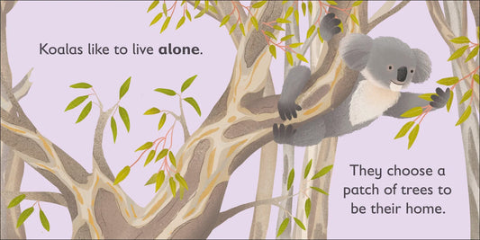 DK - K is for Koala — BambiniJO Jordan
