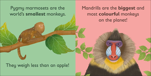 DK - M is for Monkey — BambiniJO Jordan