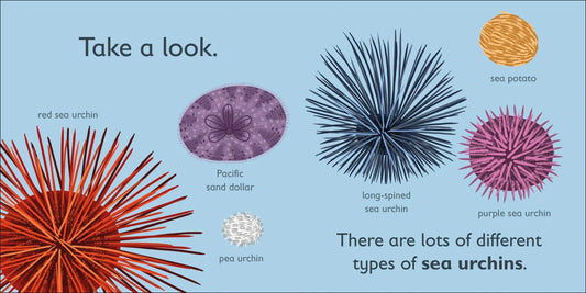 DK - U is for Urchin — BambiniJO Jordan