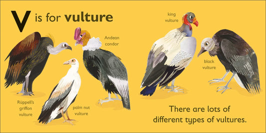 DK - V is for Vulture — BambiniJO Jordan