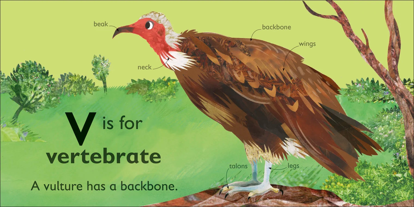 DK - V is for Vulture - BambiniJO | Buy Online | Jordan