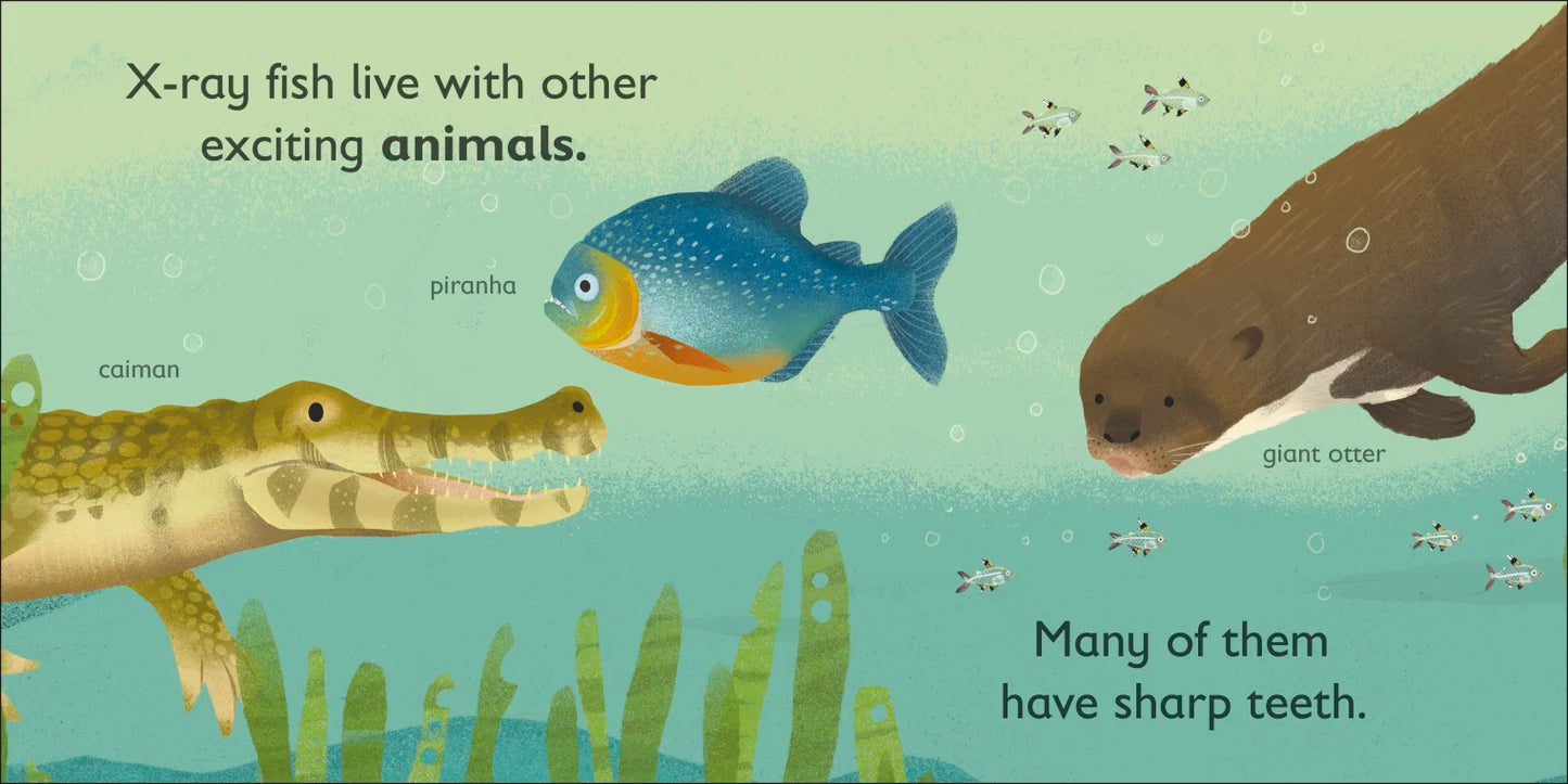 DK - X is for X-Ray Fish - BambiniJO | Buy Online | Jordan