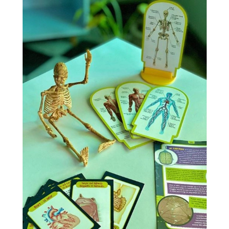 Lisciani - I'm A Genius Human Body | 6Y+