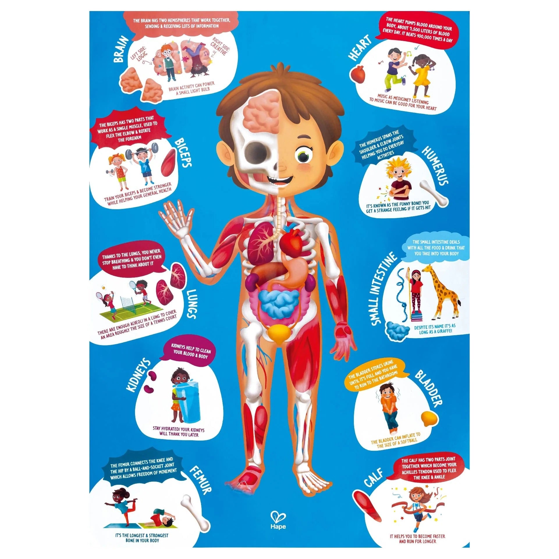 Hape - Human Body Puzzle Hape - Human Body Puzzle