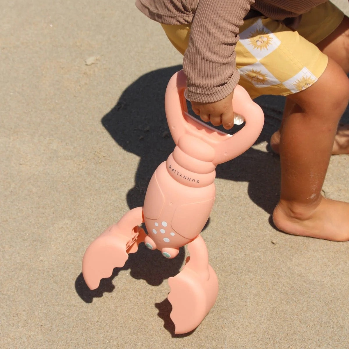 صني لايف - مخالب رملية | مرجان جراد البحر