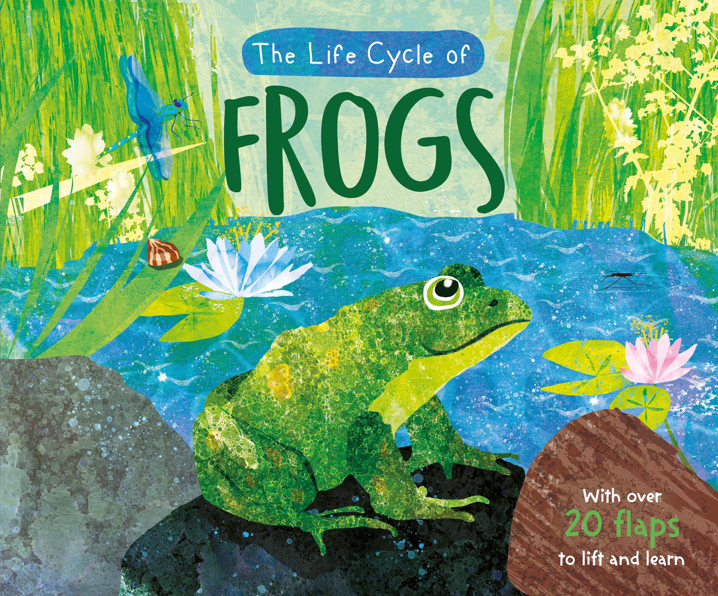 North Parade - Life-Cycle Book: Frogs | 3-6Y