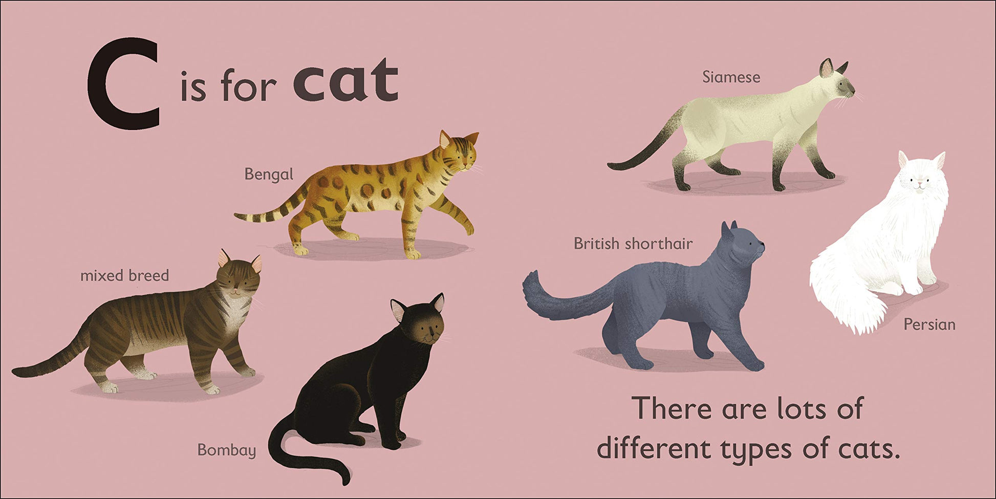 DK - C is for Cat - BambiniJO | Buy Online | Jordan