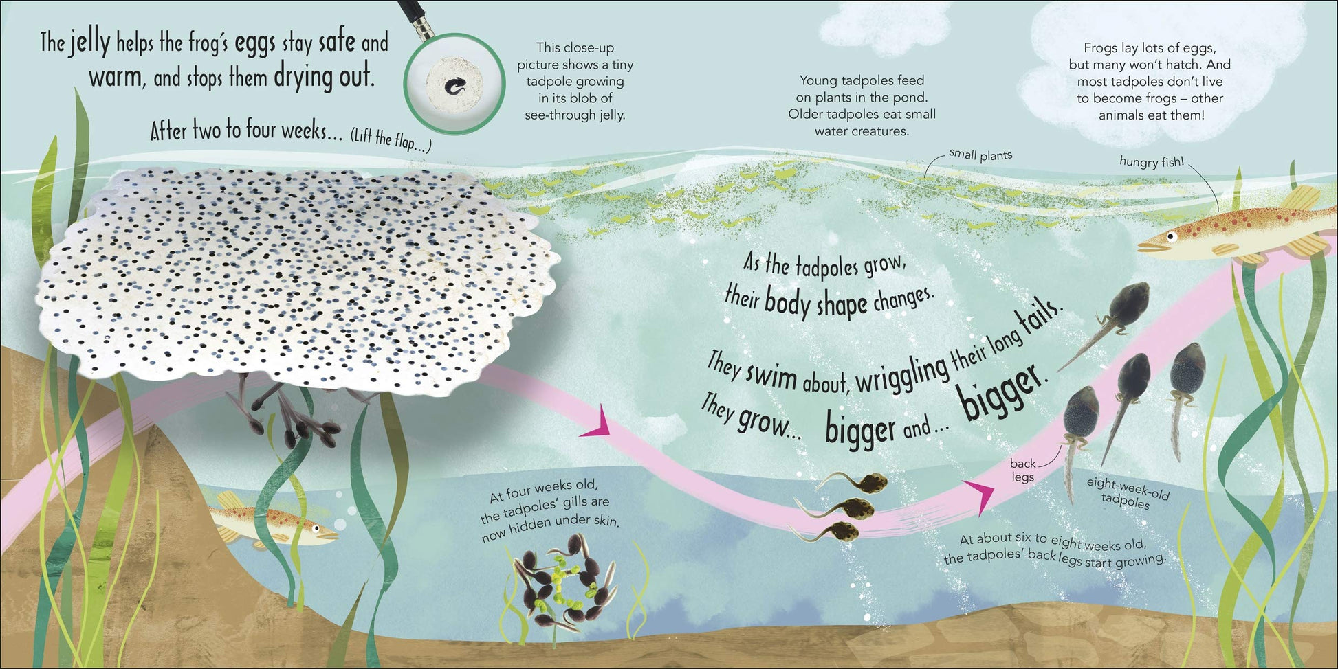 How Does a Frog Grow - BambiniJO
