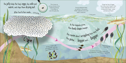 How Does a Frog Grow - BambiniJO