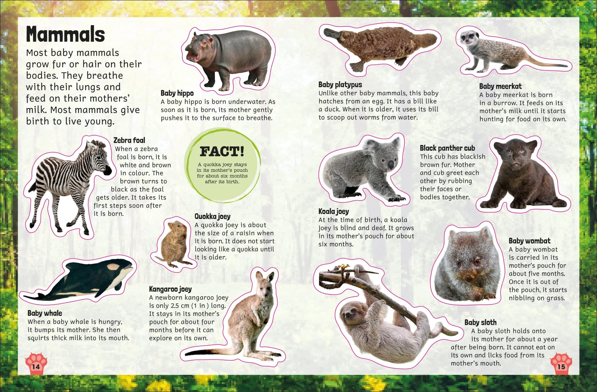 DK - Sticker Encyclopedia Baby Animals DK - Sticker Encyclopedia Baby Animals