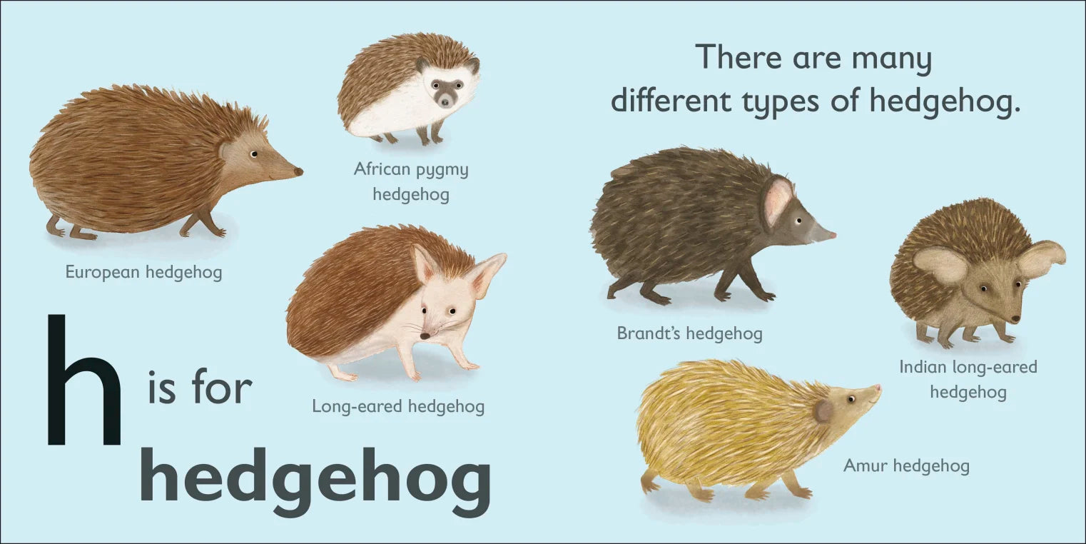 DK - H is for Hedgehog DK - H is for Hedgehog