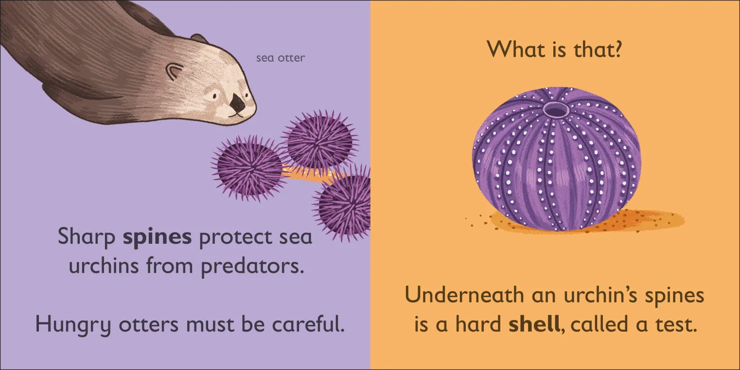 DK - U is for Urchin DK - U is for Urchin