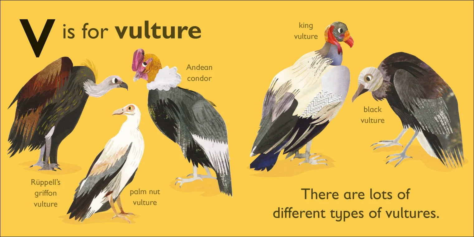 DK - V is for Vulture - BambiniJO | Buy Online | Jordan